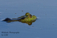 Frog/Toad in the Fox River