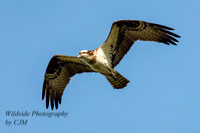 Osprey fly by