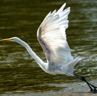 Great Egret taking off