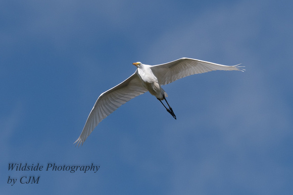 Great Egret fly by
