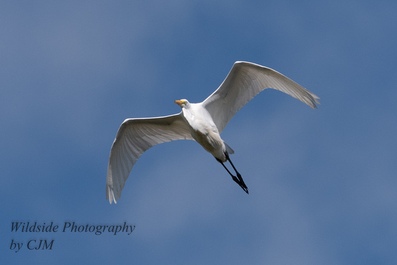 Great Egret fly by