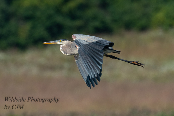 Great Blue Heron fly by