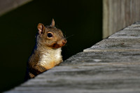 Squirrel in Algonquin
