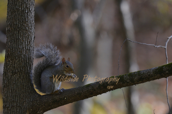 Squirrel at Tyler Creek