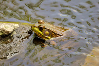 Frog at Willow Lake