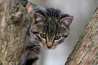 Kitten on the prowl