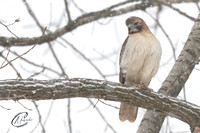 Red-Tailed Hawk in snow storm