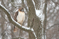 Red-Tailed Hawk in snow storm