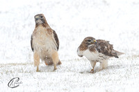 Red-Tailed Hawk Pair