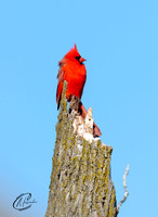 Cardinal looking for love