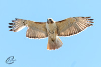 Red-Tailed Hawk hovering