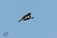 Belted Kingfisher hovering