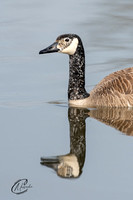 Juvenile Canadian Goose portrait