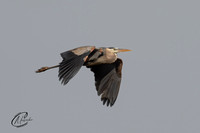 Great Blue Heron fly by
