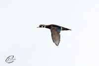 Wood Duck fly by