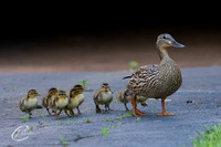 Mallard Duck Mom & Ducklings