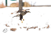 Juvenile Bald Eagle on the hunt