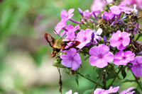 Hummingbird Moth at Willow Lake