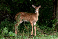Fawn in the woods