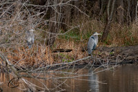 Great Blue Herons chillin'