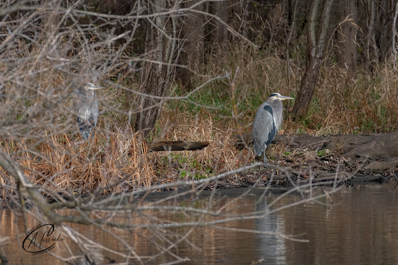 Great Blue Herons chillin'