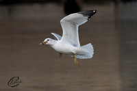 Ring-Billed Gull with fish