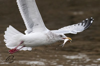 Seagull with fresh catch