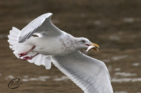 Seagull with fresh catch