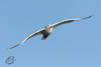 Seagull on the hunt