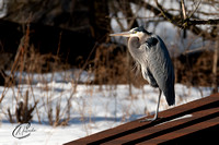 Great Blue Heron catching some rays