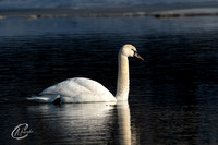 Mute Swan floating along the river