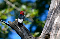 Red-Headed Woodpecker in Carpentersville