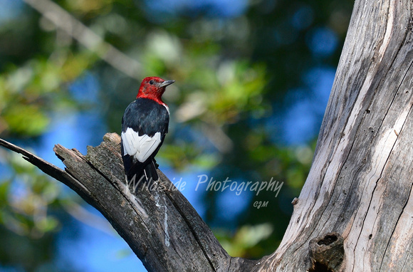 Red-Headed Woodpecker in Carpentersville