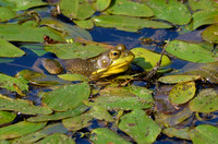 Frog at Woods Creek Watershed