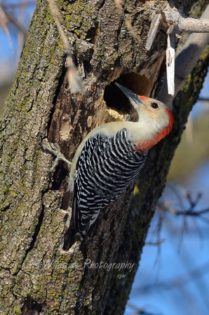 Red-Bellied Woodpecker in Carpentersville