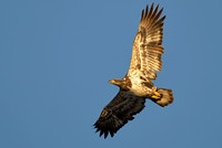 Juvenile Bald Eagle at sunrise