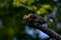 Squirrel in Carpentersville