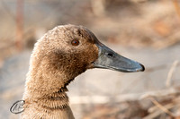 Leucistic Mallard Duck