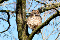 Great Horned Owl prepping for the day