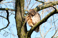 Great Horned Owl prepping for the day