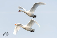 Mute Swan fly by