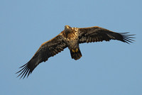 Juvenile Bald Eagle at sunrise