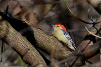Red-Bellied Woodpecker in Algonquin
