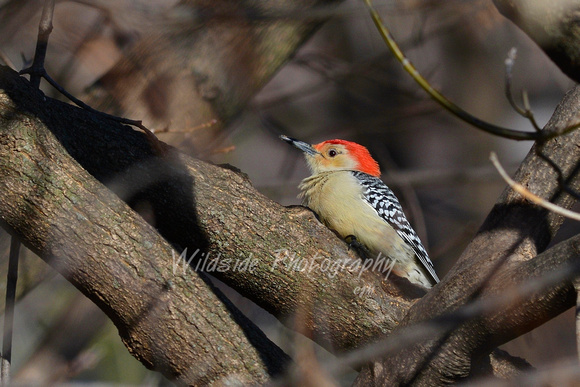 Red-Bellied Woodpecker in Algonquin