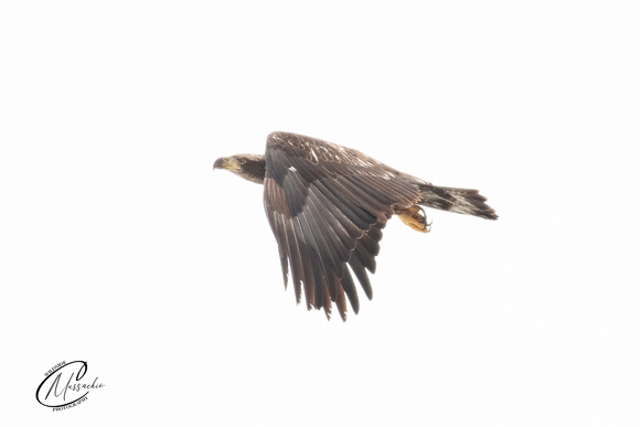 Another cloudy day Juvenile Bald Eagle
