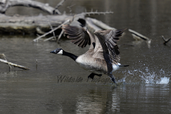 Canadian Goose taking off in Algonquin