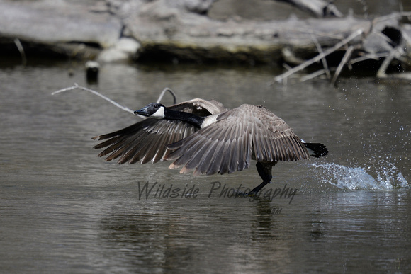 Canadian Goose taking off in Algonquin