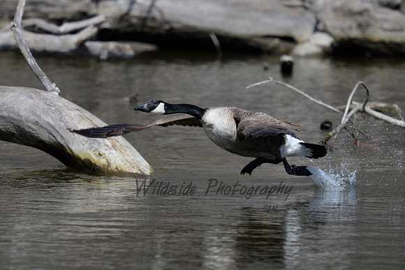 Canadian Goose taking off in Algonquin