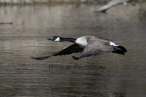 Canadian Goose taking off in Algonquin