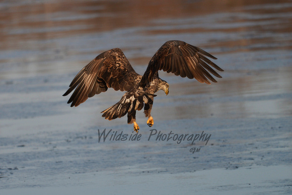 Juvenile Bald Eagle failed fishing attempt